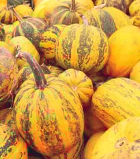 Tykev olejná Trumf F1 - Cucurbita pepo - osivo tykve - 12 ks