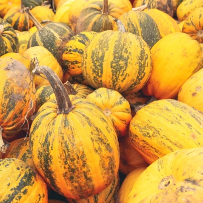 Tykev olejná Trumf F1 - Cucurbita pepo - osivo tykve - 12 ks