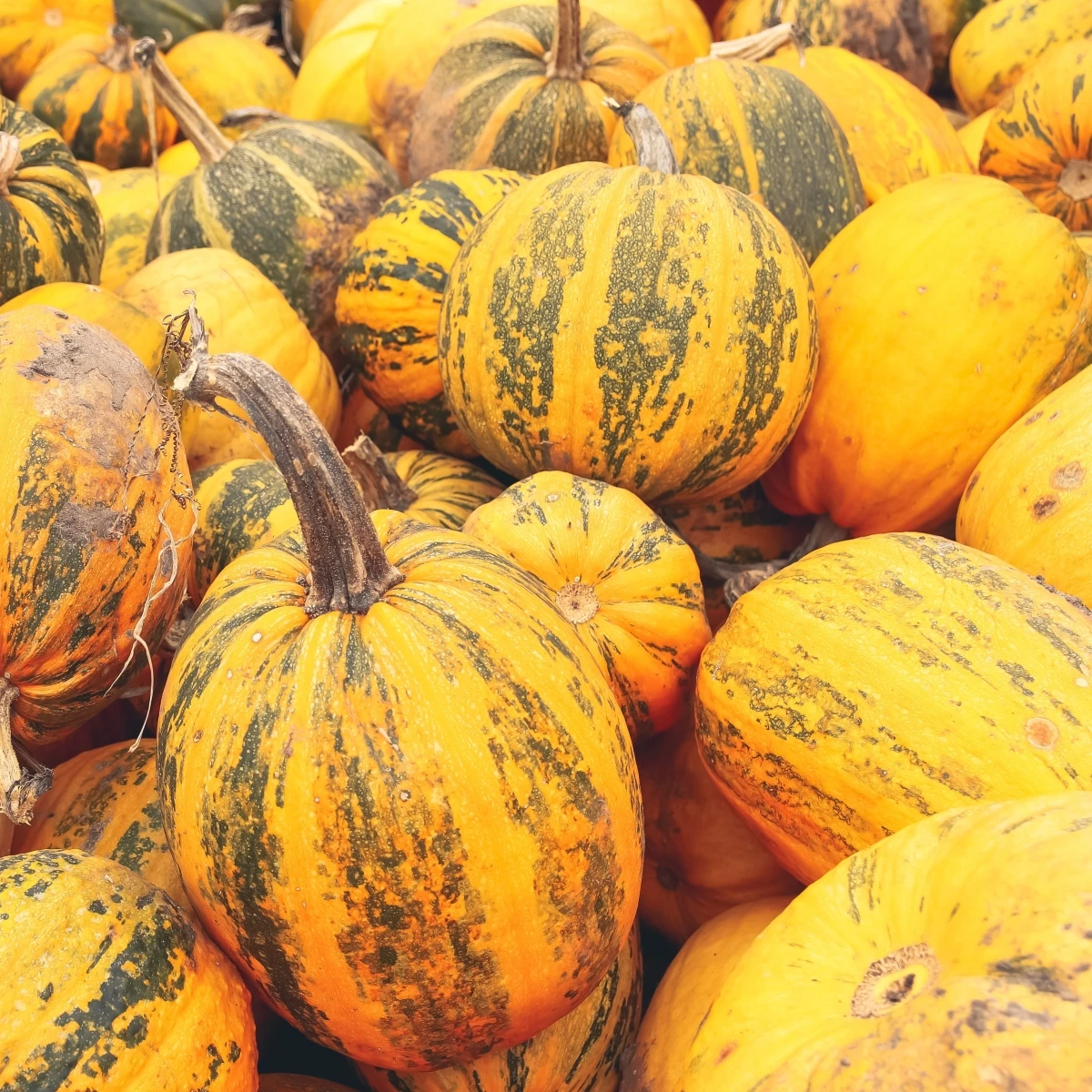 Tykev olejná Trumf F1 - Cucurbita pepo - osivo tykve - 12 ks