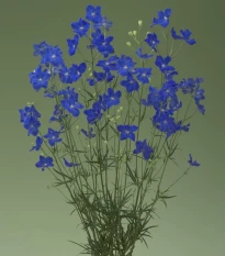 Stračka Jennys Pearl F1 Blue - Delphinium grandiflorum - osivo stračky - 10 ks