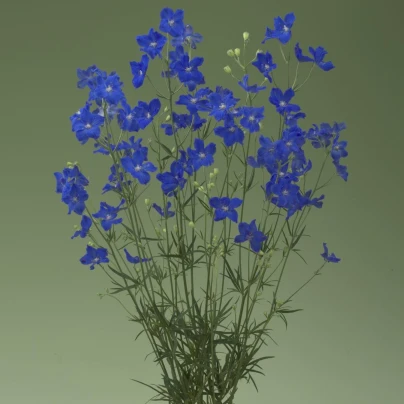 Stračka Jennys Pearl F1 Blue - Delphinium grandiflorum - osivo stračky - 10 ks