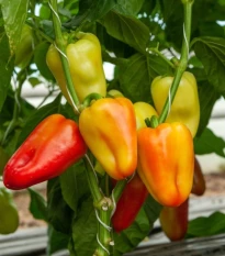 Paprika Amy - Capsicum annuum - osivo papriky - 50 ks