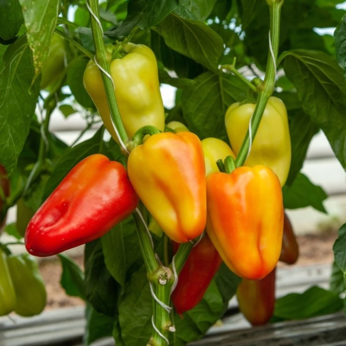 Paprika Amy - Capsicum annuum - osivo papriky - 50 ks