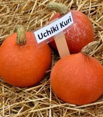 Dýně Hokkaido Uchiki Kuri - Cucurbita maxima - osivo dýně - 5 ks