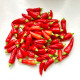 Osivo chilli – Chilli Jalapeno – Capsicum annuum