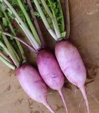 Ředkev Blue Candle F1 - Raphanus sativus - osivo ředkve - 35 ks