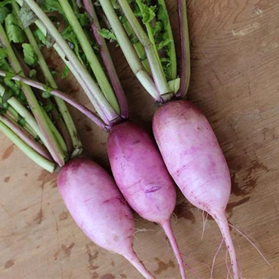 Ředkev Blue Candle F1 - Raphanus sativus - osivo ředkve - 35 ks