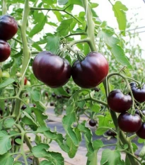 BIO Rajče tyčkové Black Beauty - Solanum lycopersicum - bio osivo rajčat - 7 ks