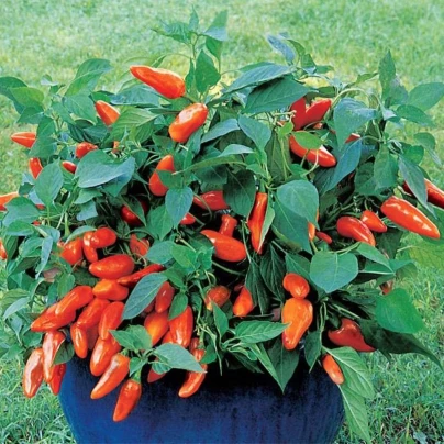 Paprika Tangerine Dream - Capsicum annuum - osivo papriky - 7 ks