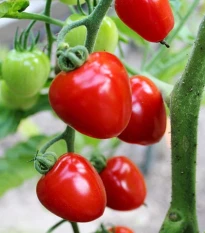 Rajče tyčkové Gardenberry F1 - Solanum lycopersicum - osivo rajčete - 5 ks