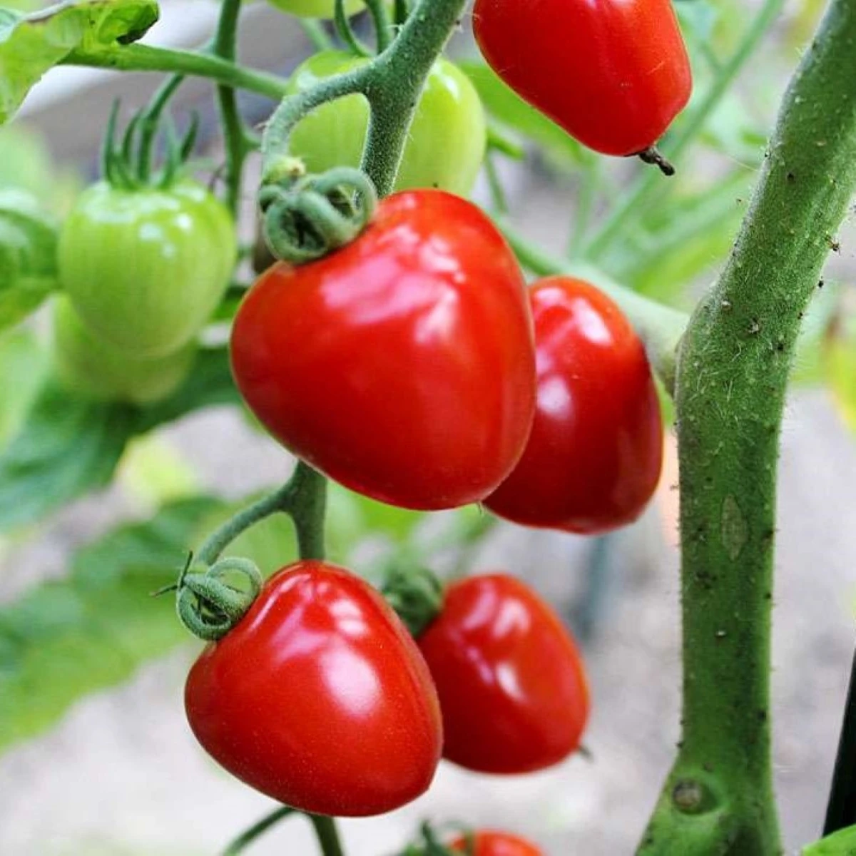Rajče tyčkové Gardenberry F1 - Solanum lycopersicum - osivo rajčete - 5 ks