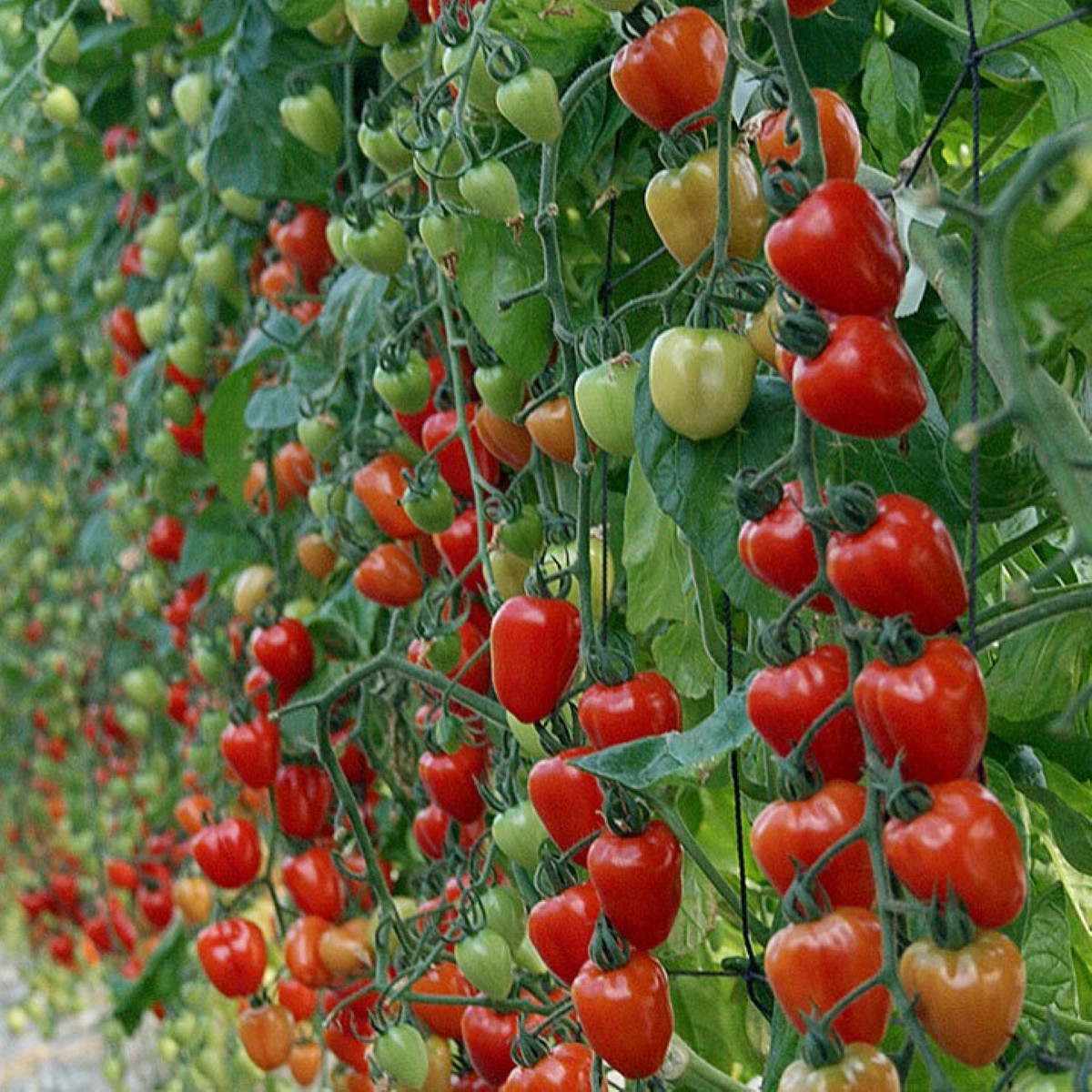 Rajče tyčkové Gardenberry F1 - Solanum lycopersicum - osivo rajčete - 5 ks
