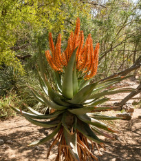 Aloe kapská - Aloe ferox - osivo aloe - 6 ks