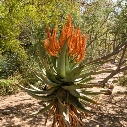 Aloe kapská - Aloe ferox - osivo aloe - 6 ks