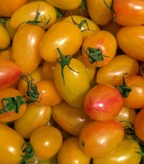 BIO Rajče tyčkové Artisan Blush Tiger - Solanum lycopersicum - bio osivo rajčat - 6 ks