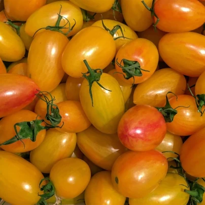 BIO Rajče tyčkové Artisan Blush Tiger - Solanum lycopersicum - bio osivo rajčat - 6 ks