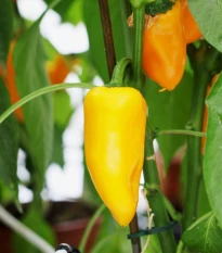Paprika Snacking Yellow F1 - Capsicum annuum - osivo papriky - 5 ks