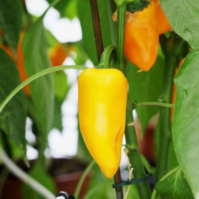 Paprika Snacking Yellow F1 - Capsicum annuum - osivo papriky - 5 ks