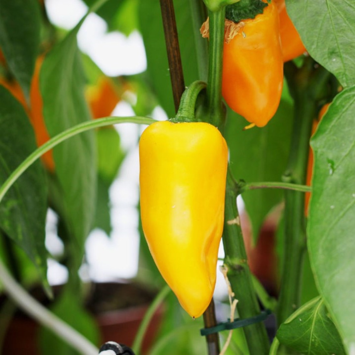 Paprika Snacking Yellow F1 - Capsicum annuum - osivo papriky - 5 ks