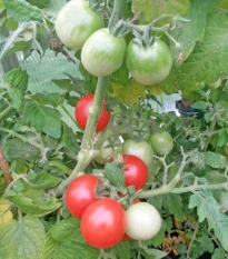 Rajče Red Robin - Solanum lycopersicum - osivo rajčat - 6 ks