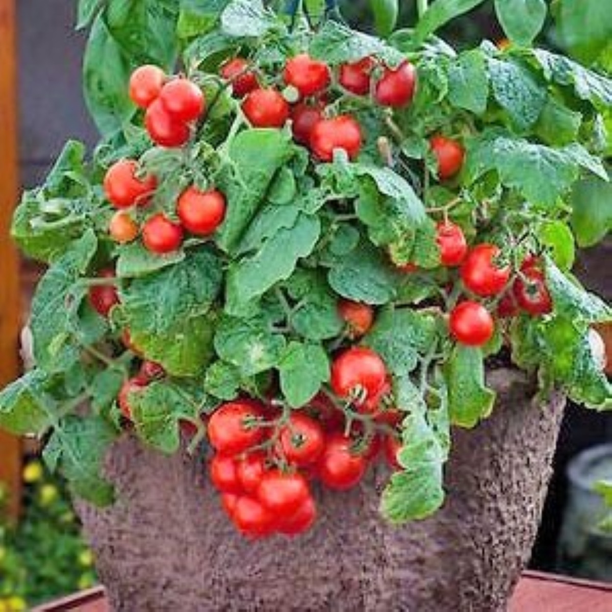 Rajče Red Robin - Solanum lycopersicum - osivo rajčat - 6 ks