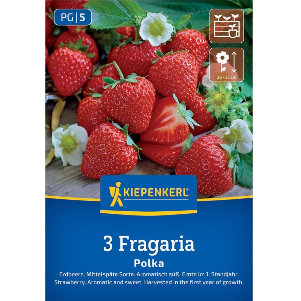 Jahodník Polka - Fragaria ananassa - prostokořenná sazenice jahodníku - 3 ks