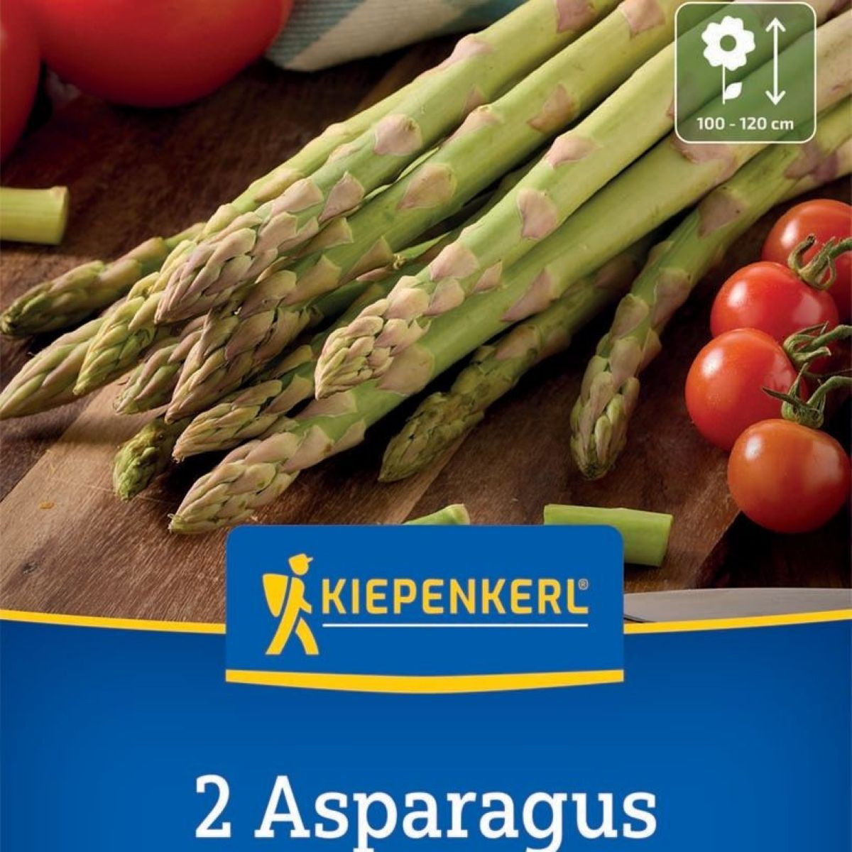 Chřest Boonlim zelený - Asparagus officinalis - prostokořenná sazenice chřestu - 2 ks