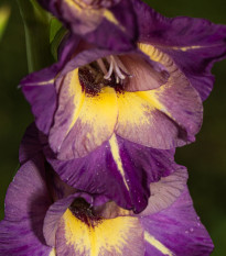 Gladiol velkokvětý Joplin - Gladiolus - hlízy gladiol - 3 ks