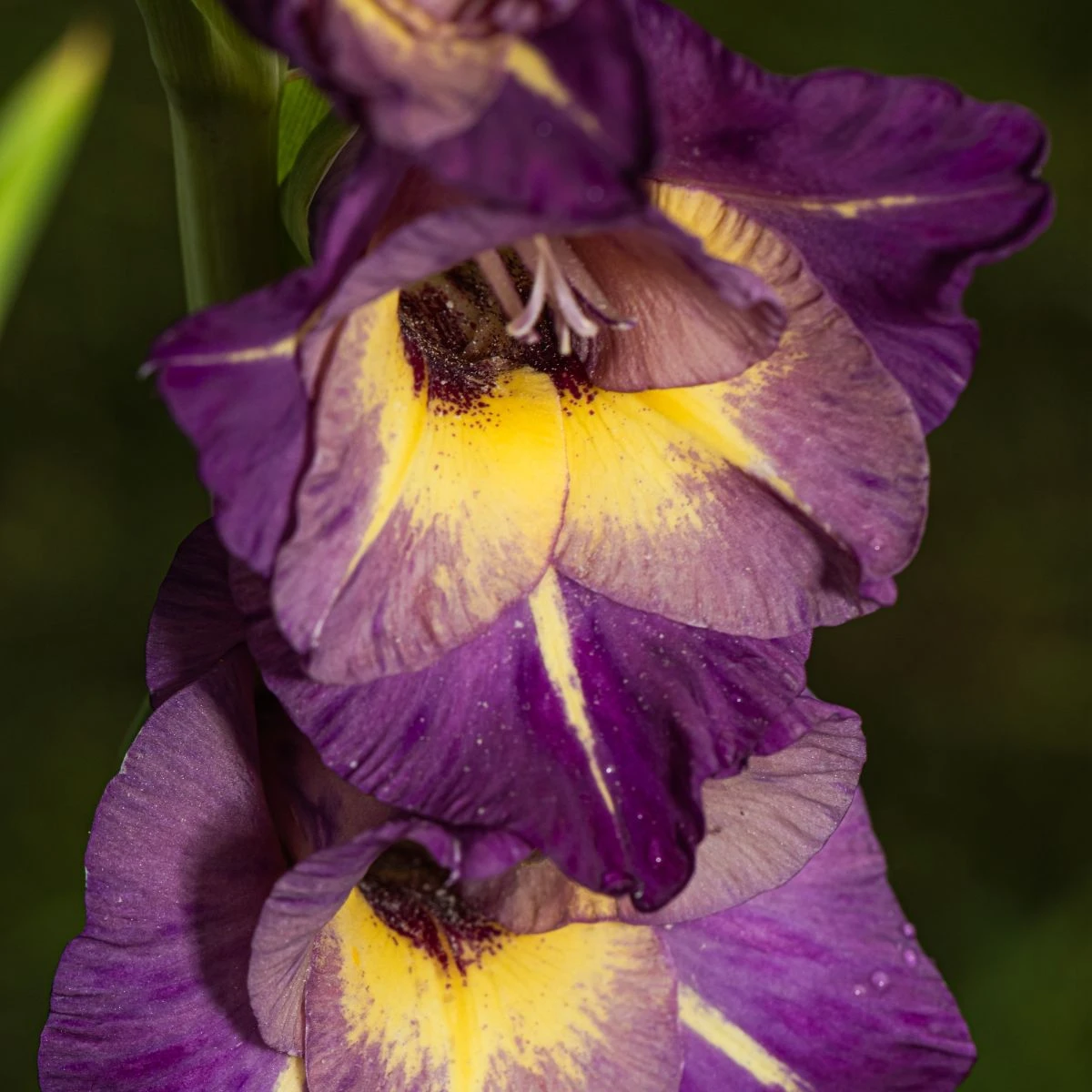 Gladiol velkokvětý Joplin - Gladiolus - hlízy gladiol - 3 ks