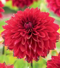 Jiřinka Red Fubuki - Dahlia - hlízy jiřinek - 1 ks