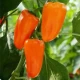 BIO Paprika Flynn F1 - Capsicum annuum - bio osivo papriky - 6 ks