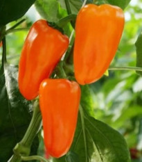 BIO Paprika Flynn F1 - Capsicum annuum - bio osivo papriky - 6 ks