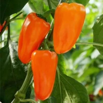 BIO Paprika Flynn F1 - Capsicum annuum - bio osivo papriky - 6 ks