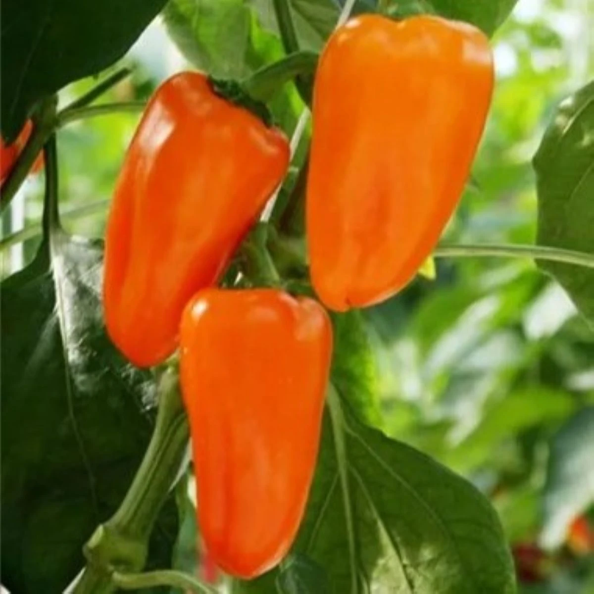 BIO Paprika Flynn F1 - Capsicum annuum - bio osivo papriky - 6 ks