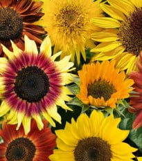 Slunečnice Fantazie Mix - Helianthus annuus - osivo slunečnice - 6 ks
