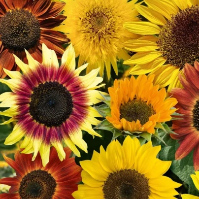 Slunečnice Fantazie Mix F1 - Helianthus annuus - osivo slunečnice - 6 ks