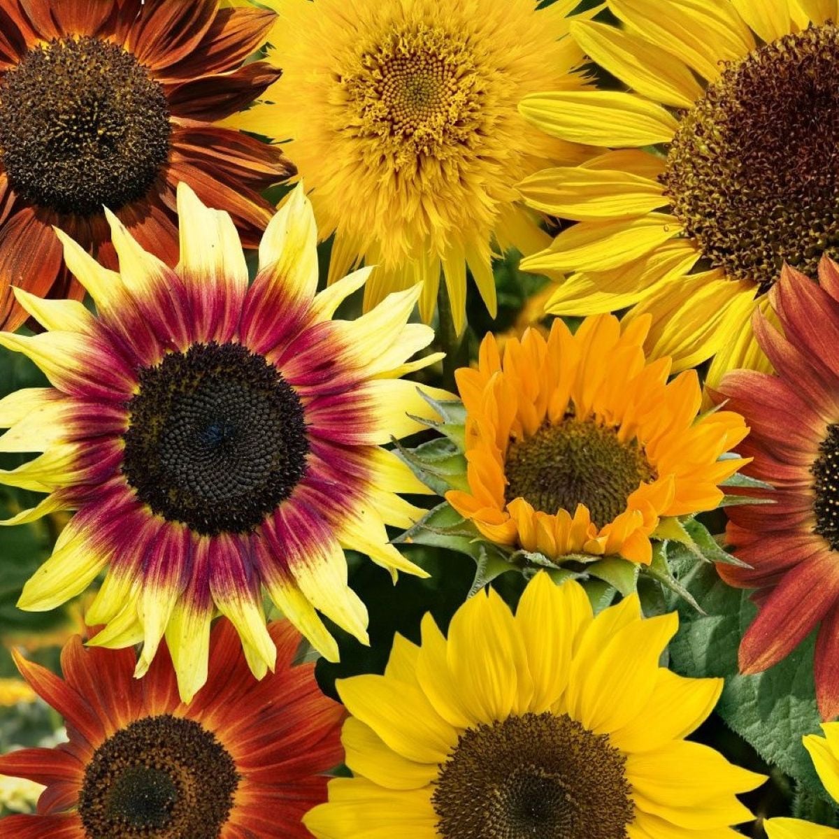 Slunečnice Fantazie Mix F1 - Helianthus annuus - osivo slunečnice - 6 ks