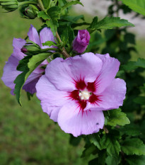 Ibišek syrský Rose of Sharon - Hibiscus syriacus - osivo ibišku - 12 ks
