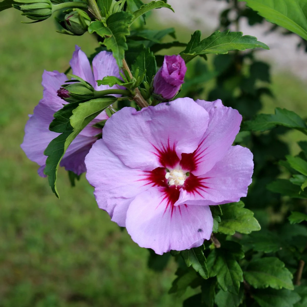 Ibišek syrský Rose of Sharon - Hibiscus syriacus - osivo ibišku - 12 ks