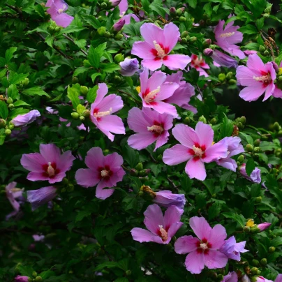 Ibišek syrský Rose of Sharon - Hibiscus syriacus - osivo ibišku - 12 ks