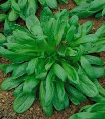 Kozlíček Large Leaved - Vallerianella locusta - osivo kozlíčku - 150 ks