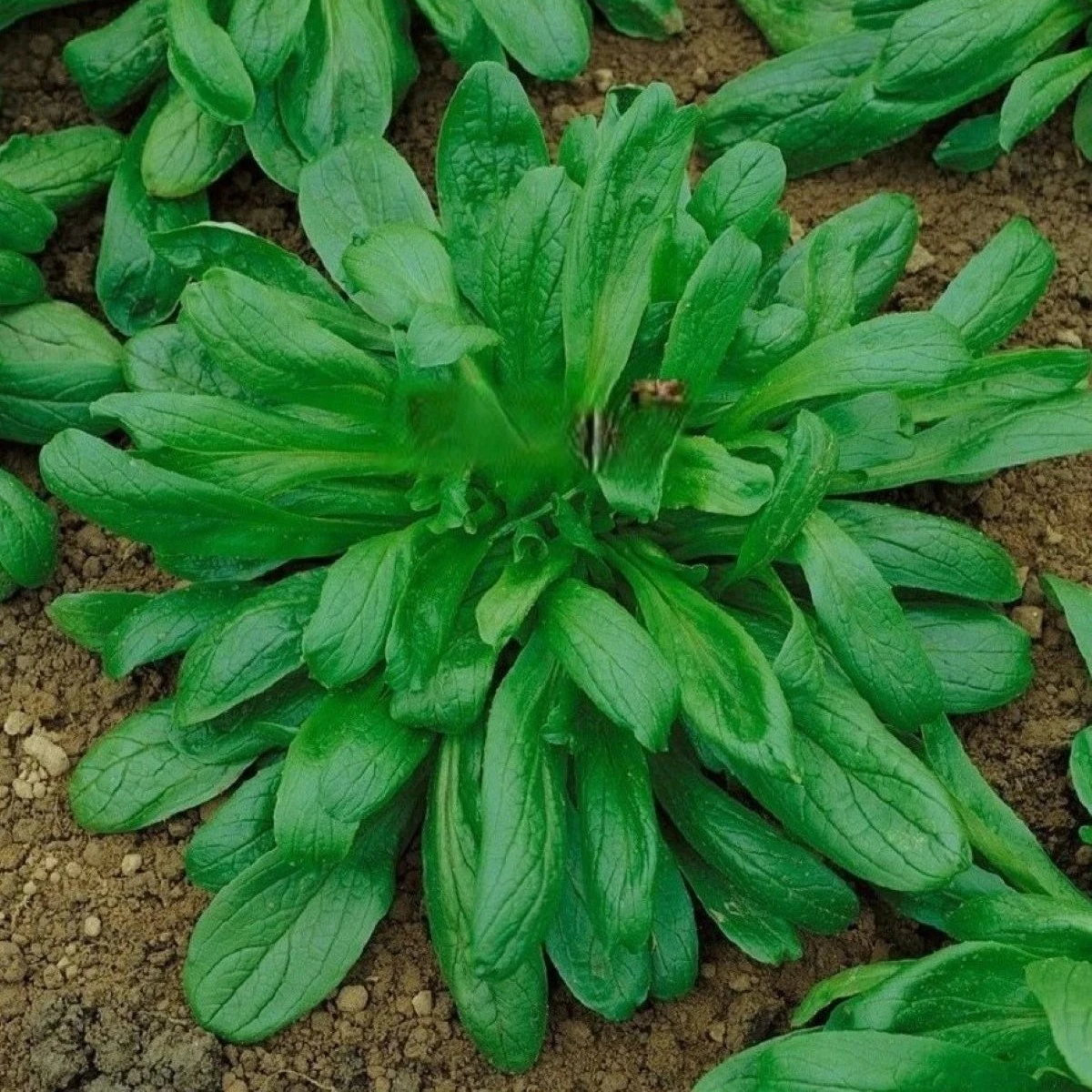Kozlíček Large Leaved - Vallerianella locusta - osivo kozlíčku - 150 ks