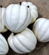 Tykev White Pearl - Cucurbita pepo - osivo tykve - 6 ks