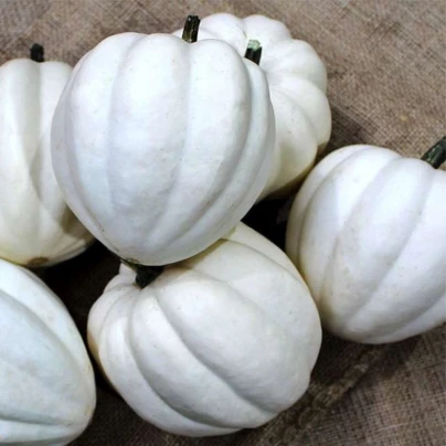 Tykev White Pearl - Cucurbita pepo - osivo tykve - 6 ks