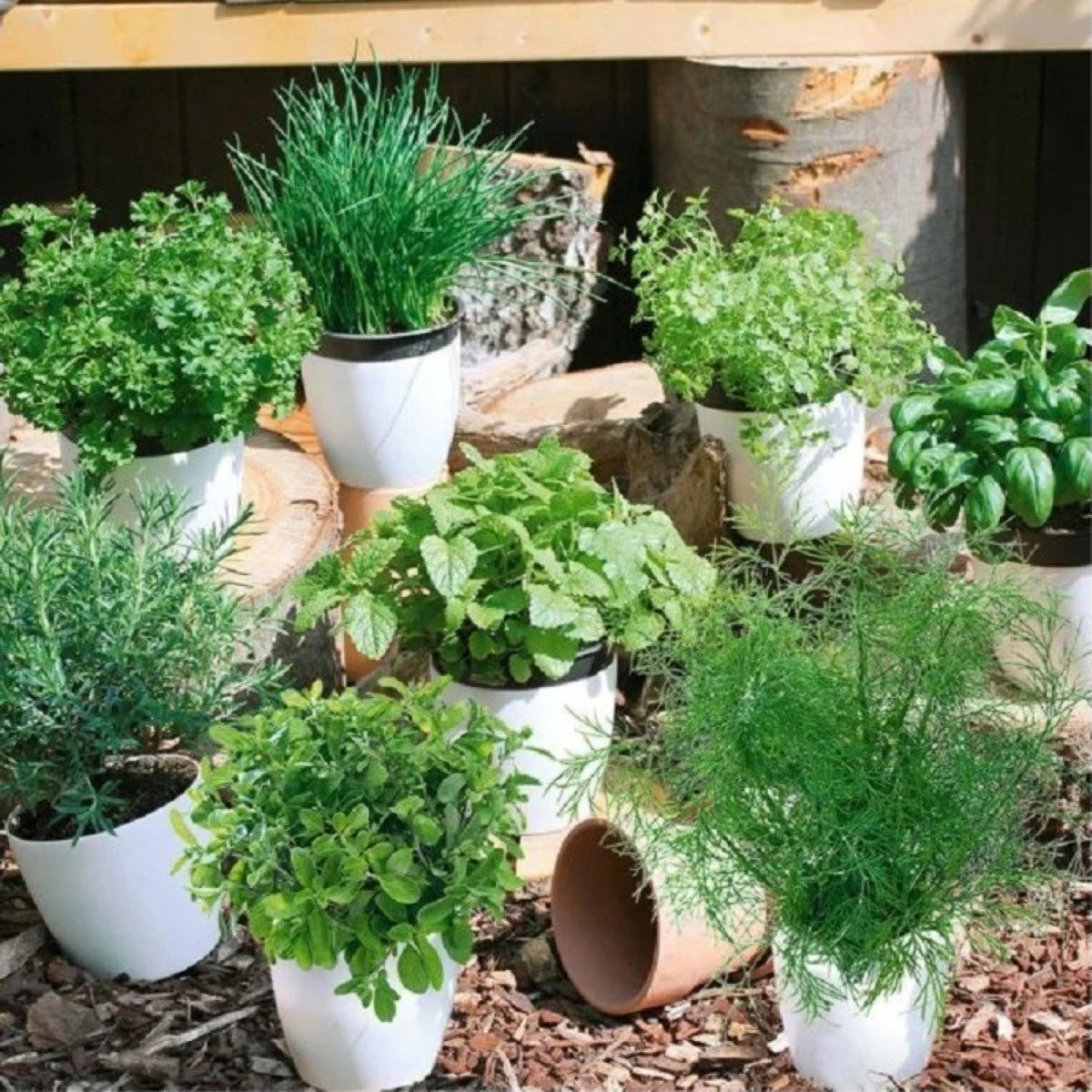 Bylinná směs - výsevný pásek - 5 m