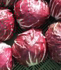 Čekanka Radicchio Indigo F1 - Cichorium intybus - osiva čekanky - 20 ks