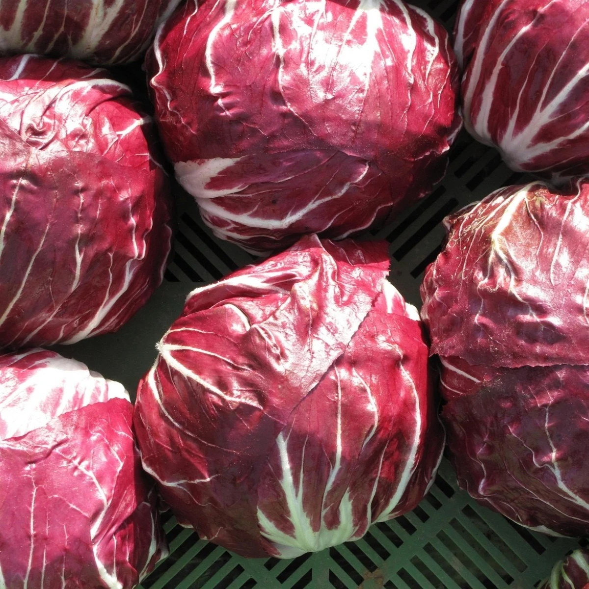 Čekanka Radicchio Indigo F1 - Cichorium intybus - osiva čekanky - 20 ks