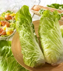 Čekanka Virtus F1 - Cichorium intybus - osivo čekanky - 20 ks