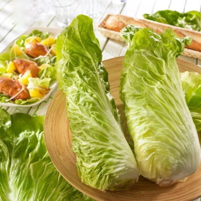 Čekanka Virtus F1 - Cichorium intybus - osivo čekanky - 20 ks