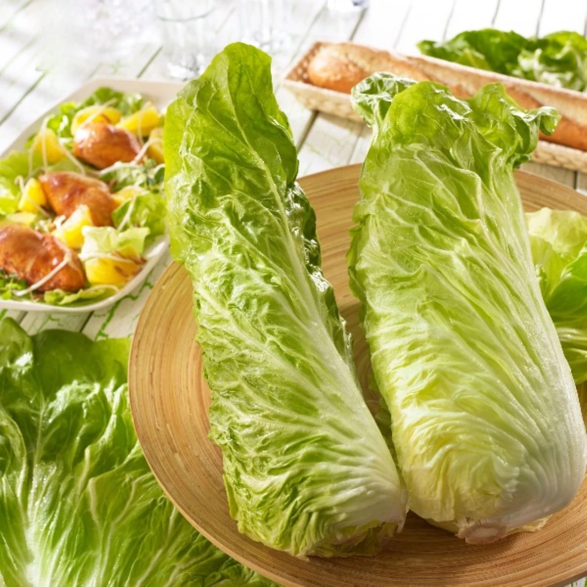 Čekanka Virtus F1 - Cichorium intybus - osivo čekanky - 20 ks